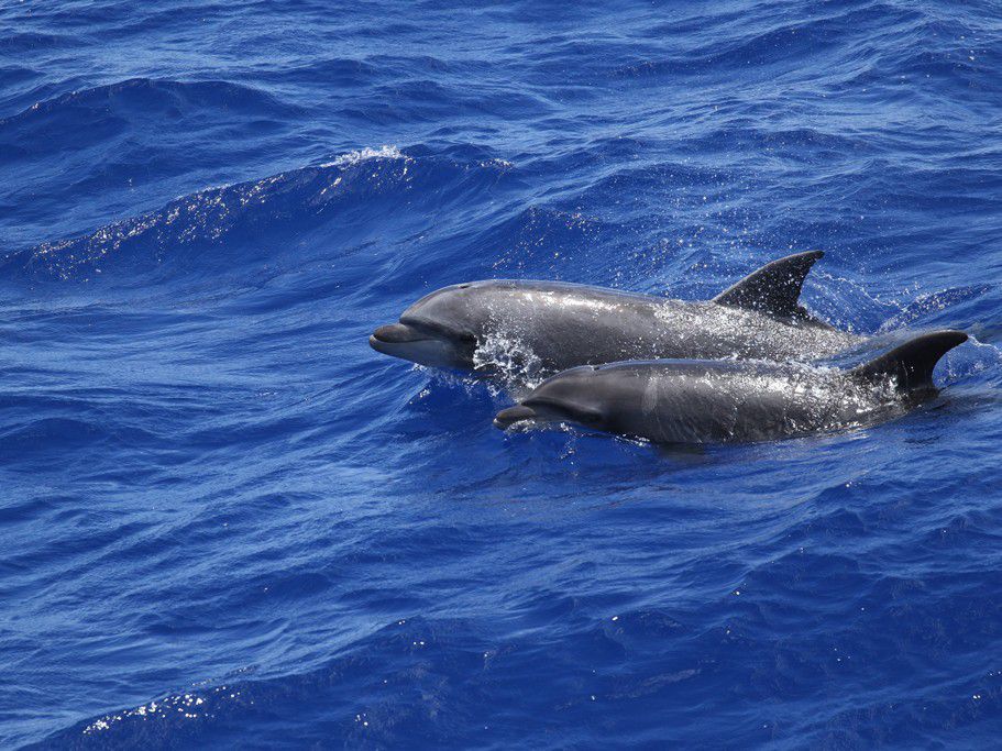 Researchers identified multiple bottlenose dolphins with high levels of mercury in their livers. Marine scientists are only beginning to understand the relationship between ocean pollutants and sea animals' health.