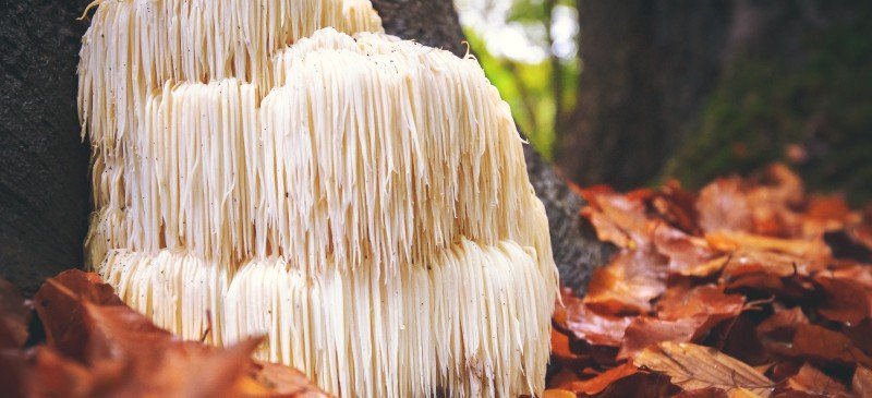 Lion's mane mushroom - Dr. Axe