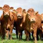 Bovine Collagen Benefits for Skin, Sleep and Muscle Repair