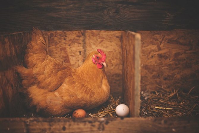 cage free eggs